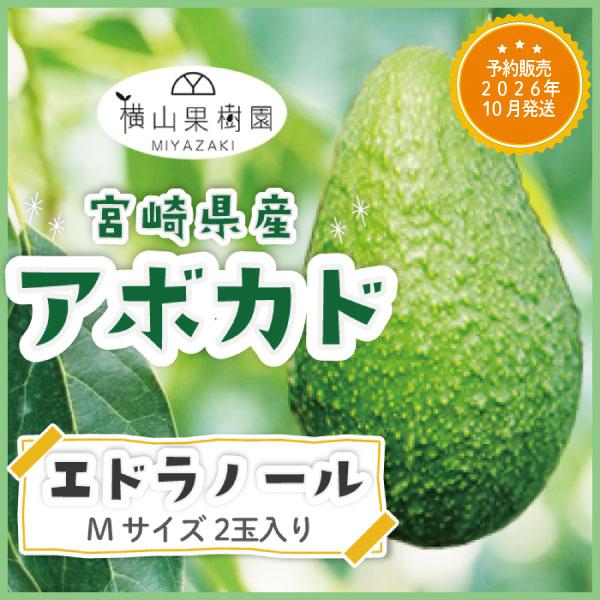 【予約販売 2026年10月発送】宮崎産アボカド「エドラノール」Mサイズ(250g~299g)×2玉パック入り 国産アボカド 国産フルーツ フルーツギフト