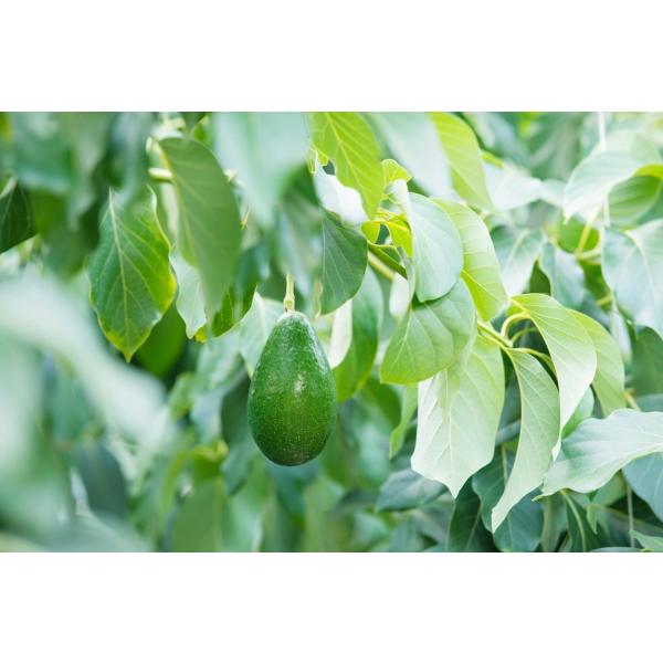 油分が多くコクのある味わいのエドラノールを産地直送でお届け。 エドラノール・産地・コクのある味わいのエドラノール