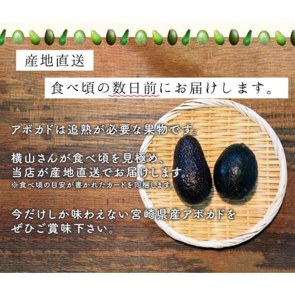 油分が多くコクのある味わいのエドラノールを産地直送でお届け。 収穫出来次第・あらかじめご了承ください・2玉入り