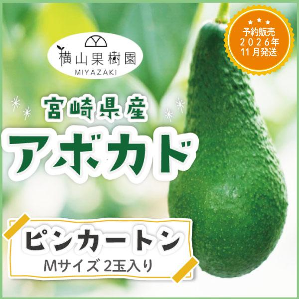 【予約販売 2026年11月発送】宮崎産アボカド「ピンカートン」Mサイズ(250g~299g)×2玉パック入り 国産アボカド 国産フルーツ フルーツギフト