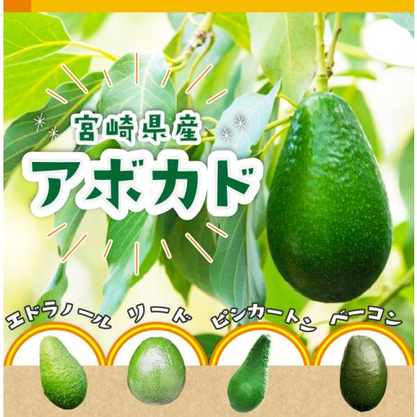 油分を多く含み、ナッツのような香りのピンカートン。 産地・あらかじめご了承頂きますよう・別途送料
