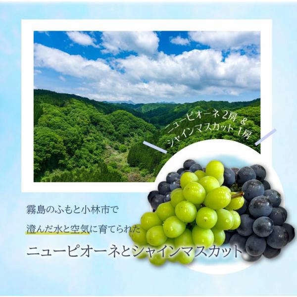 贅沢なフルーツ3種類のセット！どれも全部食べたくなる味です。 内容・発送方法・保存状態によって変わります