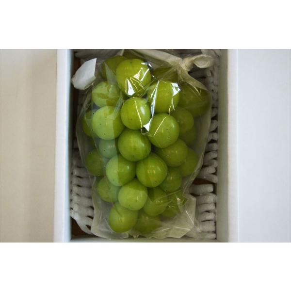 一度は食べてみたいブドウNo.１　シャインマスカット！ 保存方法・宮崎県小林市・沖縄