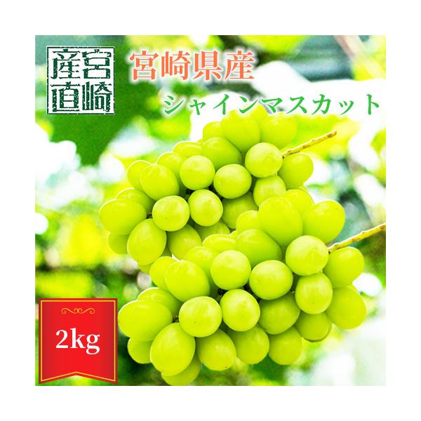一度は食べてみたいブドウNo.１　シャインマスカット！ 4房・商品につきまして・2Kg以上