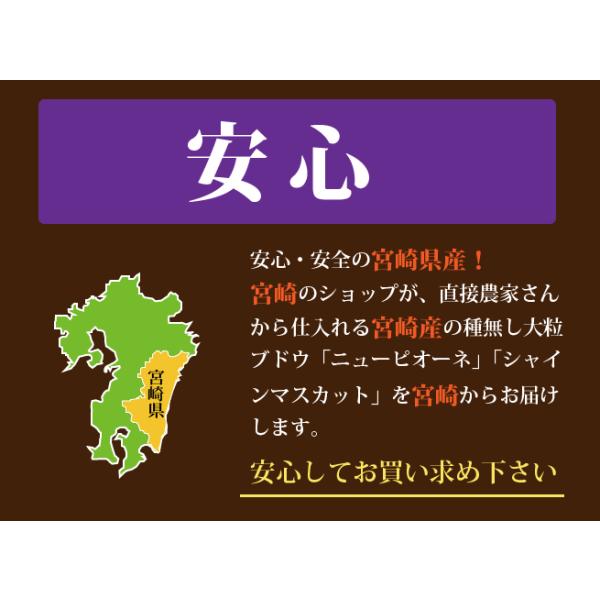 ブドウの王様★ニューピオーネ！朝穫れたての新鮮なぶどう 宮崎県小林市・朝穫れ・賞味期限