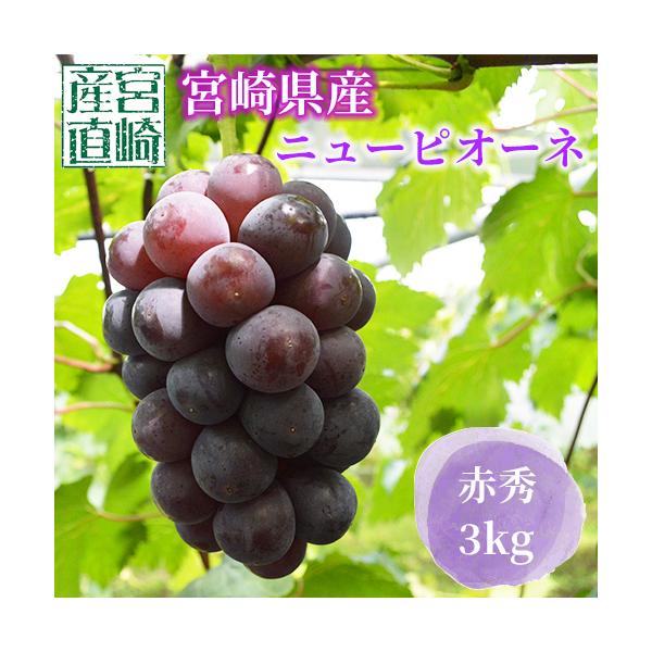 ブドウの王様★ニューピオーネ！朝穫れたての新鮮なぶどう 1週間程度・宮崎県小林市・保存状態によって変わります