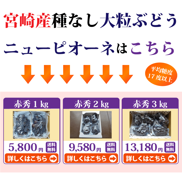 宮崎産★朝穫れたての新鮮な梨 梨・別途送料・個数