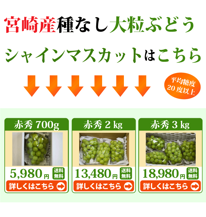 宮崎産★朝穫れたての新鮮な梨 梨・別途送料・個数