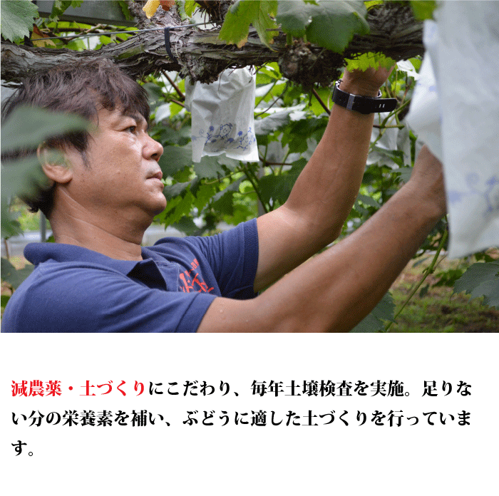 ブドウの王様★ニューピオーネ！朝穫れたての新鮮なぶどう 宮崎県小林市・朝穫れ・賞味期限