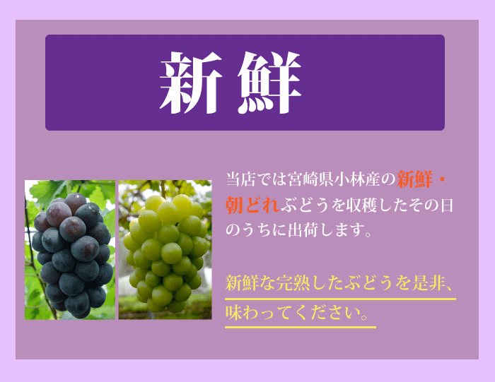 ブドウの王様★ニューピオーネ！朝穫れたての新鮮なぶどう 宮崎県小林市・朝穫れ・賞味期限