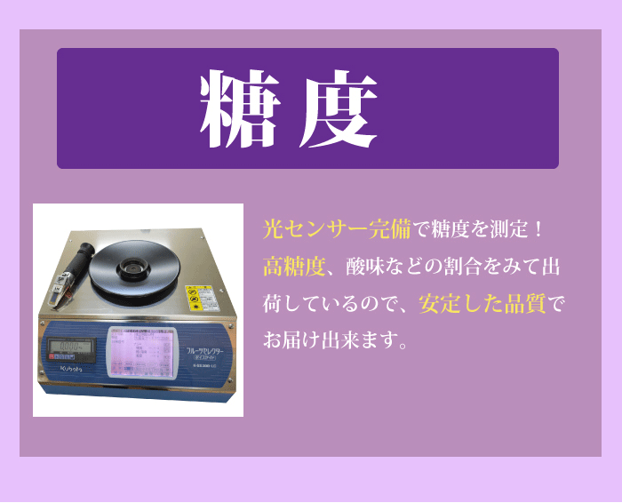 ブドウの王様★ニューピオーネ！朝穫れたての新鮮なぶどう 宮崎県小林市・朝穫れ・賞味期限