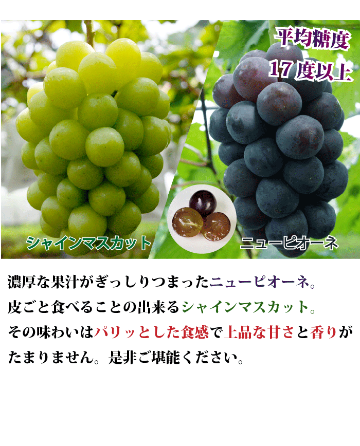 ブドウの王様★ニューピオーネ！朝穫れたての新鮮なぶどう 宮崎県小林市・朝穫れ・賞味期限