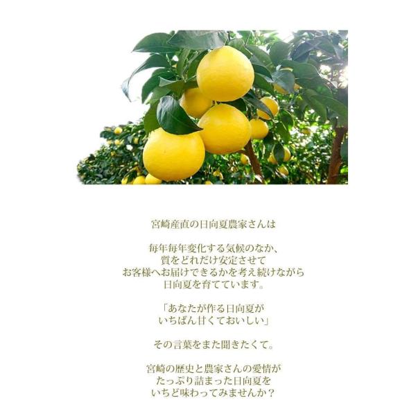 ふぞろいや傷ありですが味は秀品そのまま！ 沖縄・内容・見た目の状態