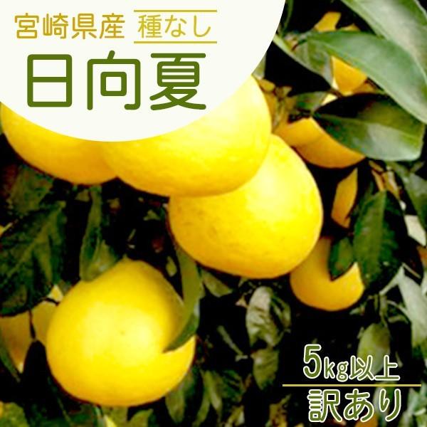 【令和7年12月中旬頃より順次発送】宮崎県産種なし日向夏 訳あり5kg以上  デコポン ポンカン がお好きな方にも