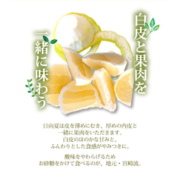 ほんのり甘い白皮ごといただく上品でみずみずしい味わいの果実 2週間・宮崎県産・保存状態によって変わります