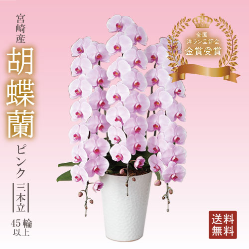 胡蝶蘭 ピンク 3本立 45輪以上　ギフト 送料無料 宮崎産 開店祝い お祝い お供え 贈り物 胡蝶蘭 洋蘭の美翔