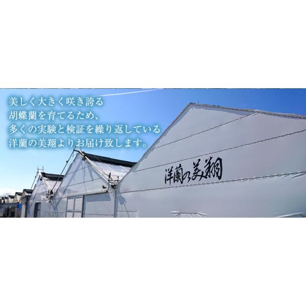 驚くほど大きく美しく、花もちの良い胡蝶蘭をお届けします 宮崎の老舗洋ラン農園・洋蘭の美翔・より