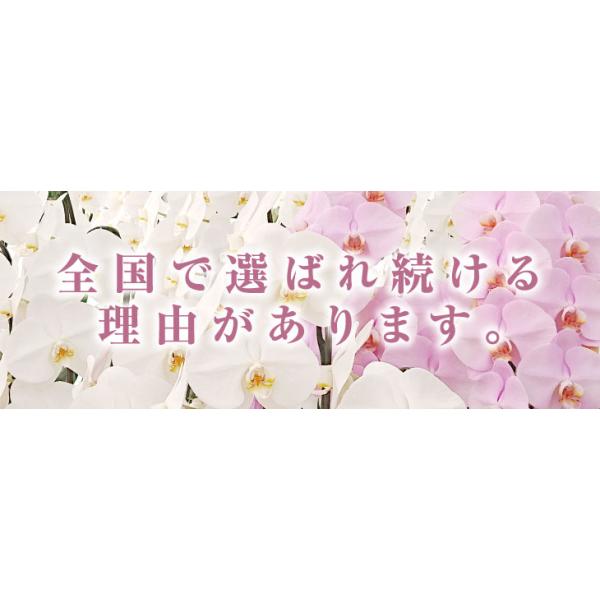驚くほど大きく美しく、花もちの良い胡蝶蘭をお届けします 宮崎の老舗洋ラン農園・洋蘭の美翔・より