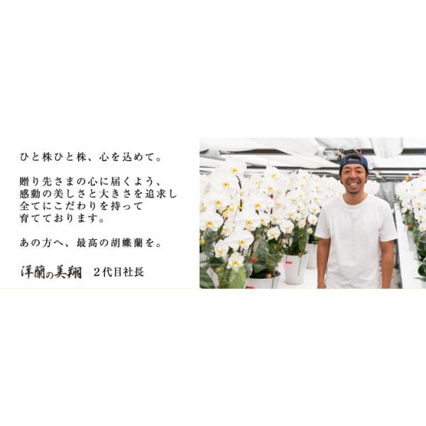 驚くほど大きく美しく、花もちの良い胡蝶蘭をお届けします より・宮崎の老舗洋ラン農園・花もちの良い胡蝶蘭をお届けします