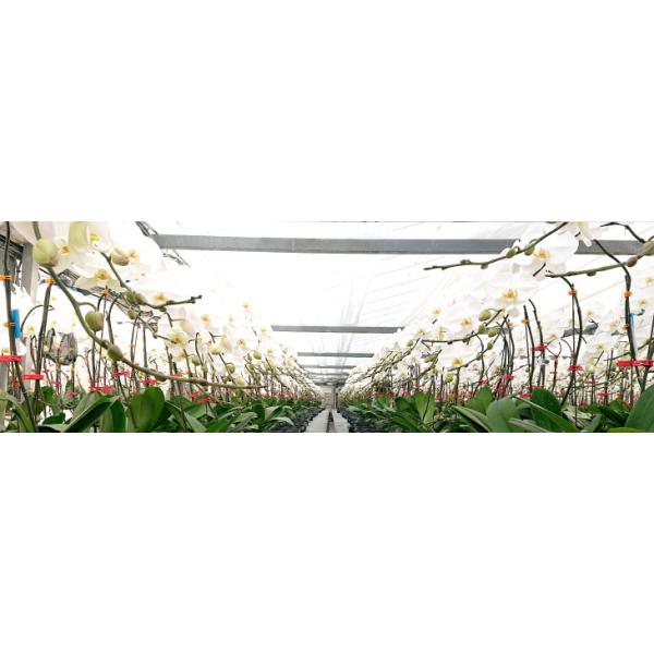 驚くほど大きく美しく、花もちの良い胡蝶蘭をお届けします 驚くほど大きく・洋蘭の美翔・宮崎の老舗洋ラン農園