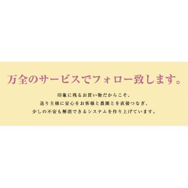 驚くほど大きく美しく、花もちの良い胡蝶蘭をお届けします 驚くほど大きく・洋蘭の美翔・宮崎の老舗洋ラン農園