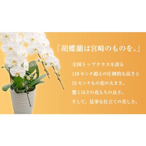 驚くほど大きく美しく、花もちの良い胡蝶蘭をお届けします 驚くほど大きく・洋蘭の美翔・宮崎の老舗洋ラン農園