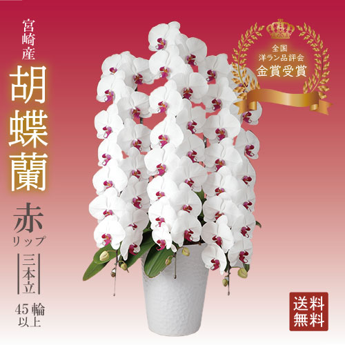 驚くほど大きく美しく、花もちの良い胡蝶蘭をお届けします 宮崎の老舗洋ラン農園・洋蘭の美翔・驚くほど大きく