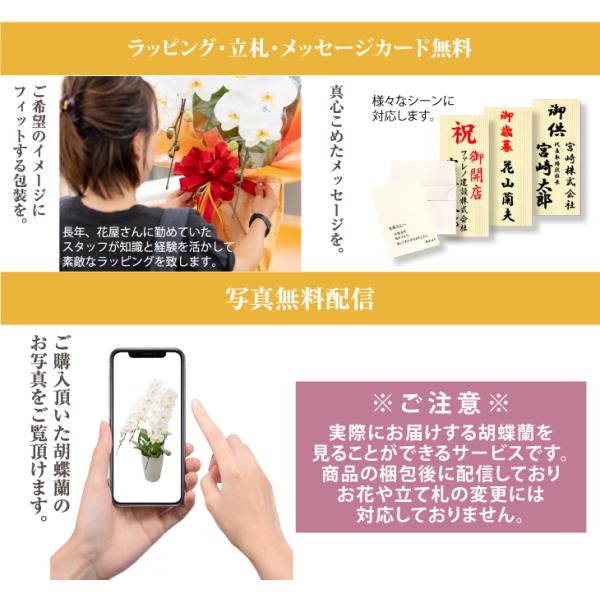 驚くほど大きく美しく、花もちの良い胡蝶蘭をお届けします 宮崎の老舗洋ラン農園・洋蘭の美翔・驚くほど大きく