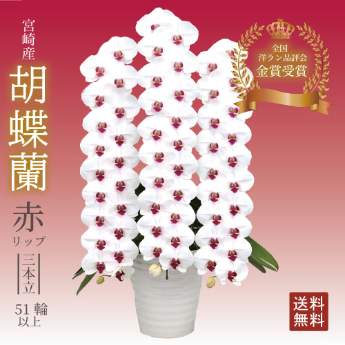 胡蝶蘭 赤リップ 3本立 51輪以上　ギフト 送料無料 宮崎産 開店祝い お祝い お供え 贈り物 胡蝶蘭 洋蘭の美翔