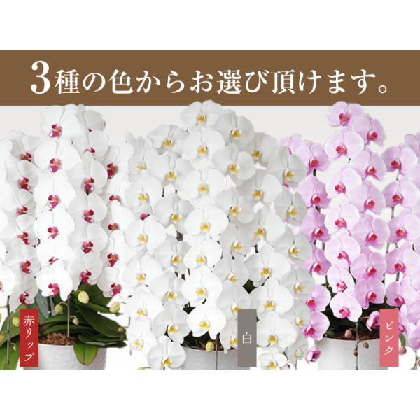 驚くほど大きく美しく、花もちの良い胡蝶蘭をお届けします 洋蘭の美翔・驚くほど大きく・花もちの良い胡蝶蘭をお届けします