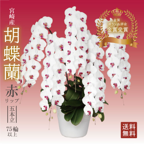 驚くほど大きく美しく、花もちの良い胡蝶蘭をお届けします 花もちの良い胡蝶蘭をお届けします・より・宮崎の老舗洋ラン農園