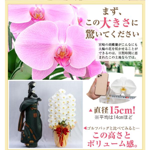 驚くほど大きく美しく、花もちの良い胡蝶蘭をお届けします 花もちの良い胡蝶蘭をお届けします・驚くほど大きく・宮崎の老舗洋ラン農園