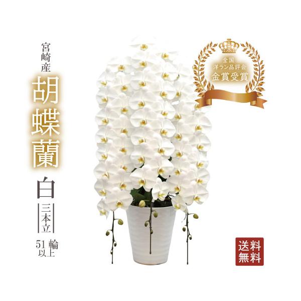 驚くほど大きく美しく、花もちの良い胡蝶蘭をお届けします 花もちの良い胡蝶蘭をお届けします・より・宮崎の老舗洋ラン農園