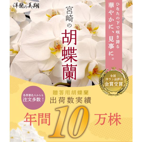 驚くほど大きく美しく、花もちの良い胡蝶蘭をお届けします より・宮崎の老舗洋ラン農園・洋蘭の美翔