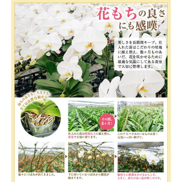 驚くほど大きく美しく、花もちの良い胡蝶蘭をお届けします より・宮崎の老舗洋ラン農園・洋蘭の美翔