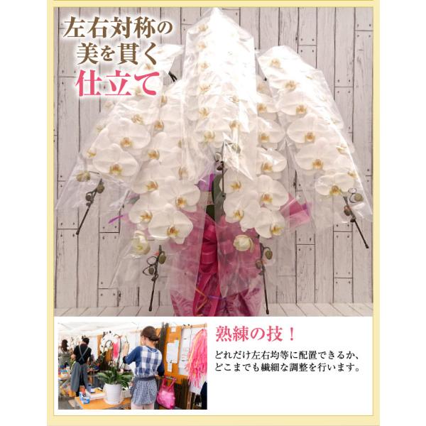 驚くほど大きく美しく、花もちの良い胡蝶蘭をお届けします より・宮崎の老舗洋ラン農園・洋蘭の美翔