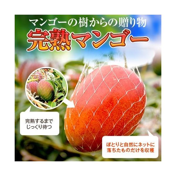 送料無料 宮崎 完熟 マンゴー お中元 父の日 ランキング お中元・個数・保存状態によって変わります