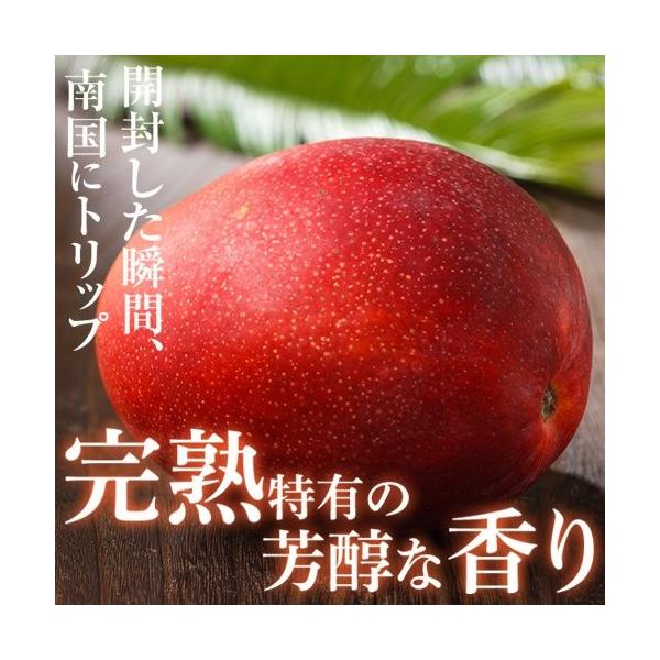 送料無料 宮崎 完熟 マンゴー お中元 父の日 ランキング お中元・個数・保存状態によって変わります