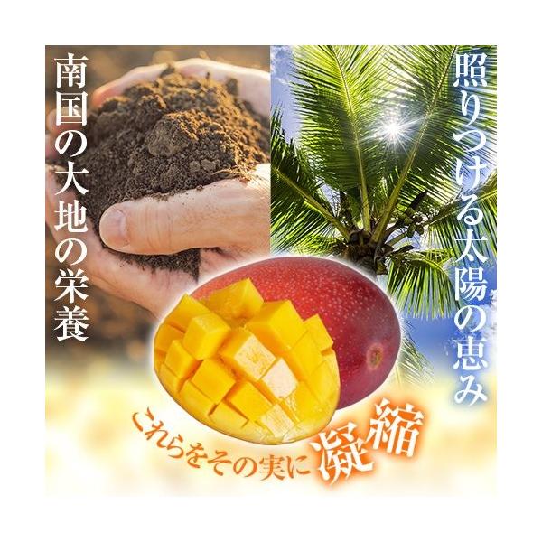 完熟マンゴー 訳あり！朝穫れたての新鮮な完熟マンゴー ヤマト運輸のクール便になります・備考・約2kg