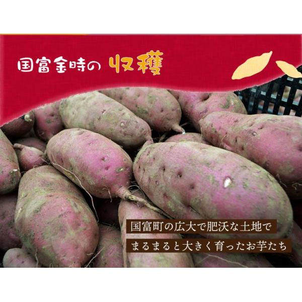 美味しい蜜芋と干し芋をセットにしました。 土からこだわった美味しいお芋・無着色・宮崎県