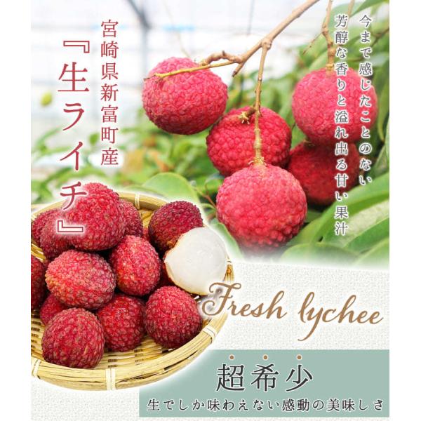 宮崎県新富町産 超希少の国産生ライチを産地直送でお届け！ 日時指定はお受け出来ません・1500円を合計金額に加算させて頂きます・お届け先が北海道