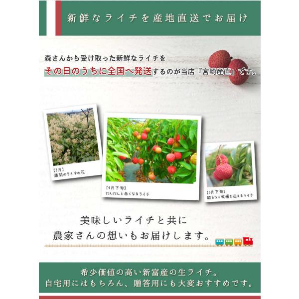 宮崎県新富町産 超希少の国産生ライチを産地直送でお届け！ 日時指定はお受け出来ません・1500円を合計金額に加算させて頂きます・お届け先が北海道