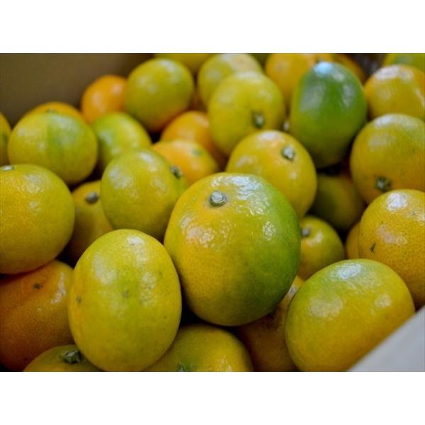 光センサー選果で糖度10.5度以上、クエン酸1%以下のみかん 保存方法・秀品・保存状態によって変わります