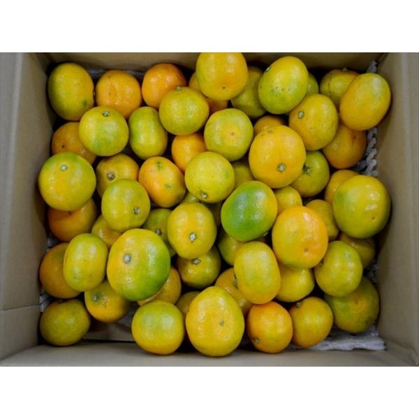 光センサー選果で糖度10.5度以上、クエン酸1％以下のみかん ヤマト運輸の通常便になります・秀品・M