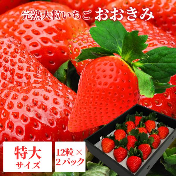 【2026年1月上旬以降発送】宮崎県産 大粒いちご 【 おおきみ 特大サイズ 12粒×2パック 】1パック380g以上(1粒あたり30～39g) 日付指定不可 いちご イチゴ 苺