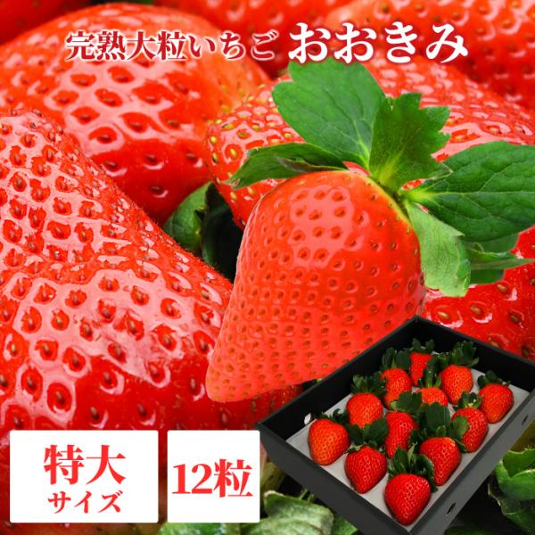 完熟大粒いちごのおおきみは、生産者が少ないレアな品種です。 内容量・順番に発送させて頂きますので・また注文が殺到した場合など発送まで時間がかかる場合がございます