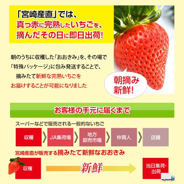 完熟大粒いちごのおおきみは、生産者が少ないレアな品種です。 宮崎産高級いちご・順番に発送させて頂きますので・有名な