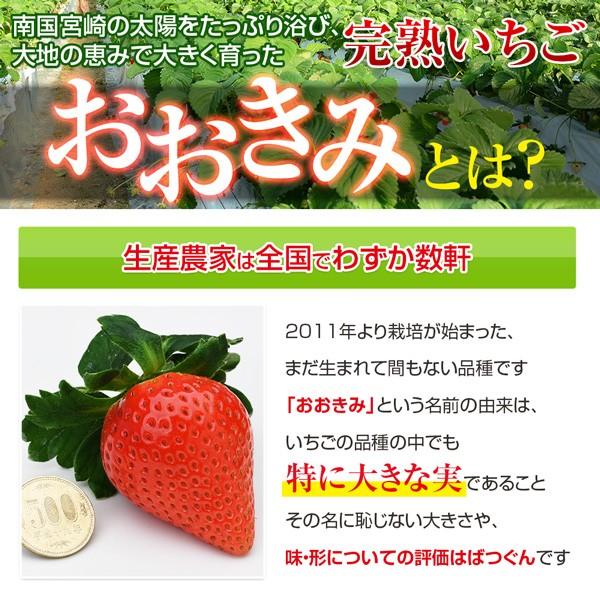 完熟大粒いちごのおおきみは、生産者が少ないレアな品種です。 宮崎産高級いちご・順番に発送させて頂きますので・有名な