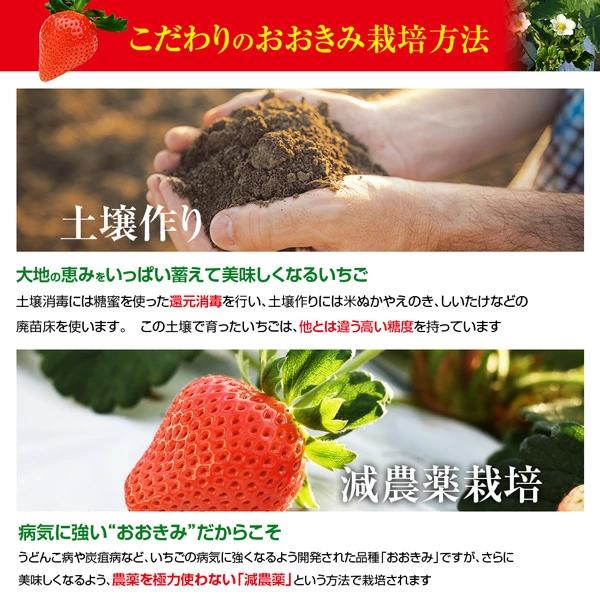 完熟大粒いちごのおおきみは、生産者が少ないレアな品種です。 到着後お早めにお召し上がりください・産地・農薬を限りなく使用せず