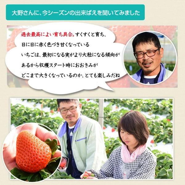 朝獲れイチゴを宮崎から産地直送 この大きさと香りは絶品です！ ご注文をお受けした順に発送してまいります・予めご了承ください・離島